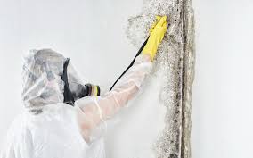 Best Black Mold Removal  in Bonanza, GA